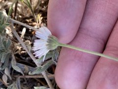Erigeron tracyi