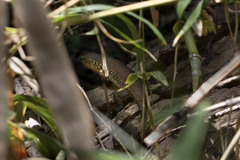 Eutropis andamanensis
