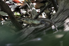 Eutropis andamanensis