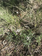 Lomatium geyeri