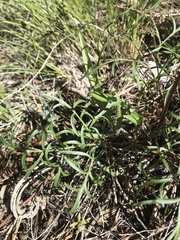 Lomatium geyeri