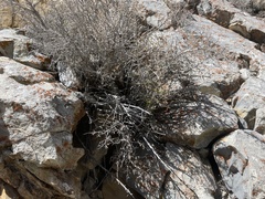 Physocarpus alternans