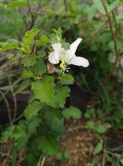 Hibiscus micranthus