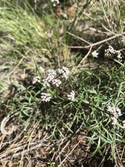 Lomatium geyeri