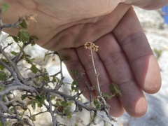 Physocarpus alternans