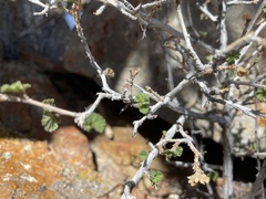 Physocarpus alternans