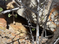 Physocarpus alternans