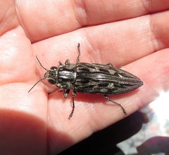 Chalcophora virginiensis