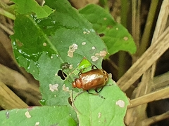 Gallerucida singularis