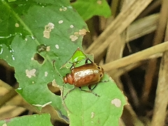 Gallerucida singularis