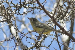 Vireo nanus