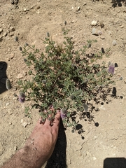 Dalea ornata