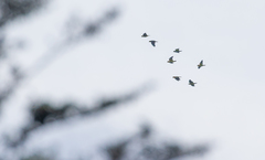 Hapalopsittaca fuertesi