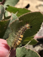 Orgyia pseudotsugata