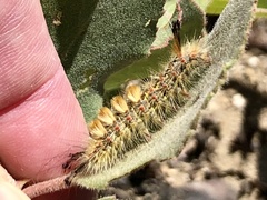 Orgyia pseudotsugata