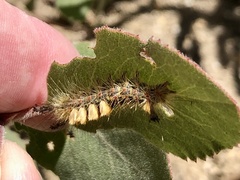 Orgyia pseudotsugata