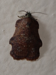 Exeristeboda exeristis