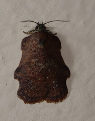 Exeristeboda exeristis