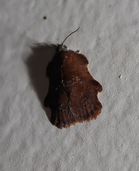 Exeristeboda exeristis