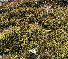 Bryoerythrophyllum columbianum