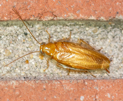 Chorisoneura texensis