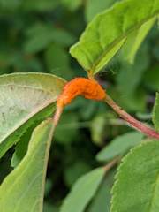 Phragmidium rosae-multiflorae