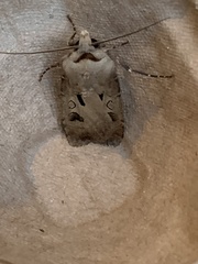 Agrotis exclamationis