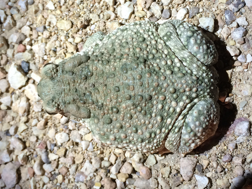 Texas Toad