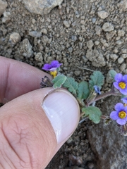 Phacelia gymnoclada