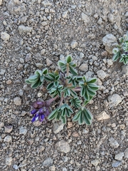Lupinus brevicaulis