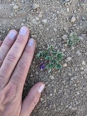 Lupinus brevicaulis