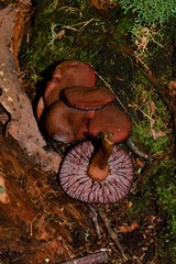 Tubaria rufofulva