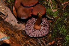 Tubaria rufofulva