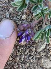 Lupinus brevicaulis