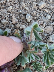 Lupinus brevicaulis