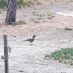 Garrulus glandarius glaszneri