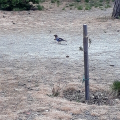 Garrulus glandarius glaszneri