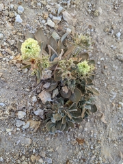 Eriogonum robustum