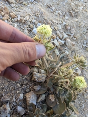Eriogonum robustum