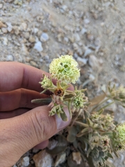 Eriogonum robustum