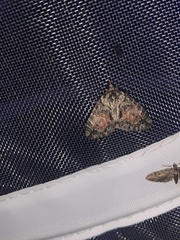 Hydriomena perfracta