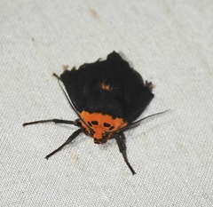 Elysius atrata