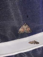 Hydriomena perfracta