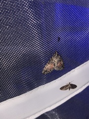 Hydriomena perfracta