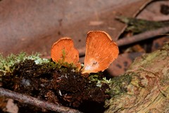 Panellus ligulatus