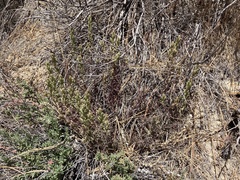 Castilleja plagiotoma