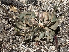 Eriogonum saxatile