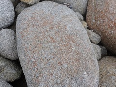Polycauliona luteominia