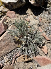 Astragalus lentiginosus semotus