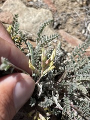 Astragalus lentiginosus semotus